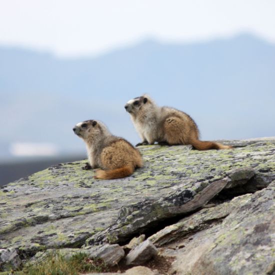 Access Permit - Subsistence Trapping